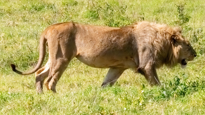 blondie-un-leu-aflat-in-centrul-unui-studiu-al-universitatii-oxford-a-fost-ucis-de-vanatorii-de-trofee-in-africa_688f09906a4de